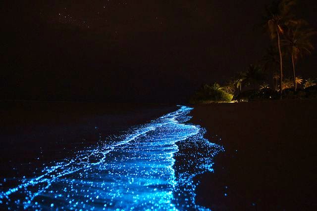 بحر النجوم جزر المالديف